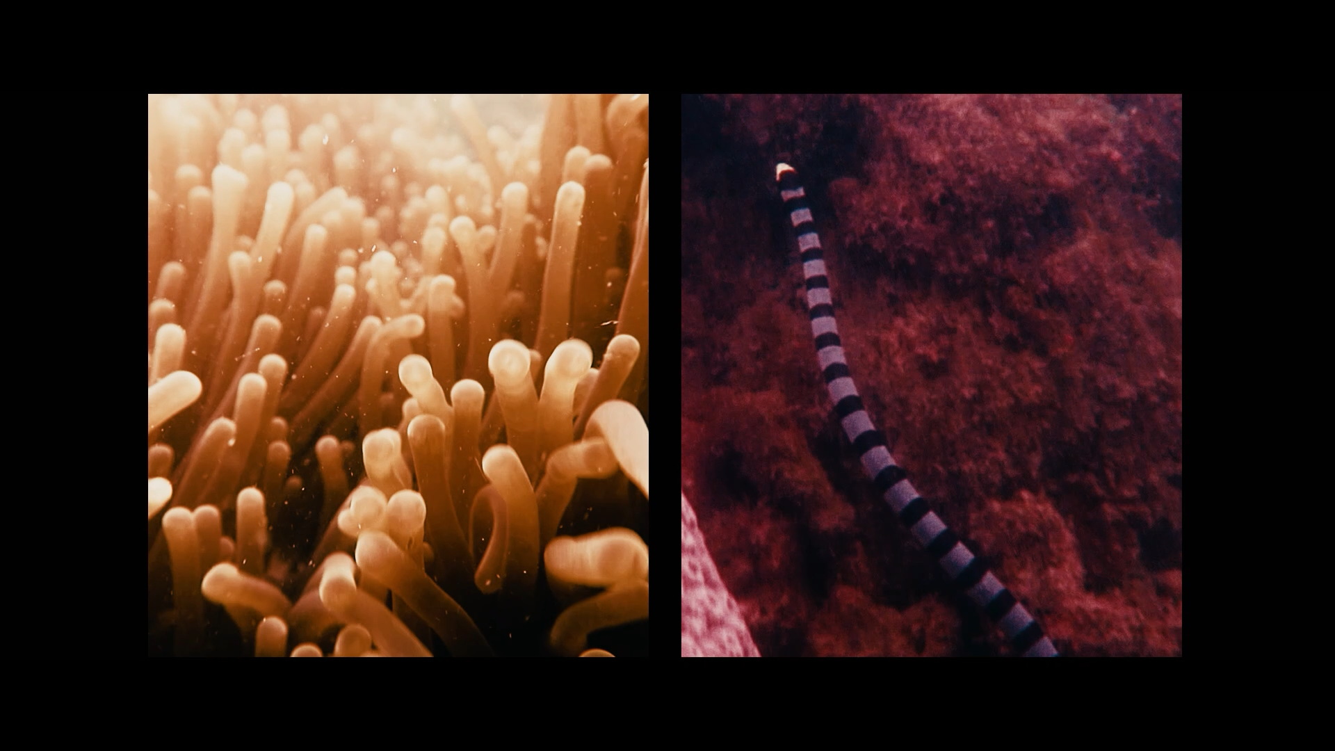 Resorts World Sentosa | Ocean Fest (Director’s Cut)